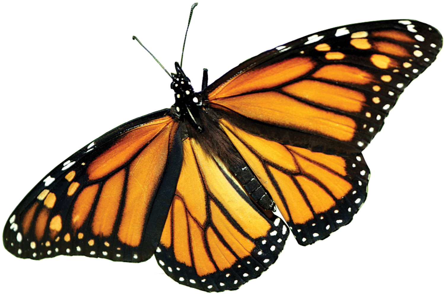 monarch butterfly